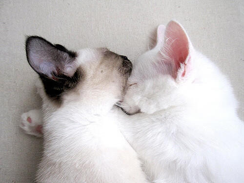 银鞍照白马，本泽马加时绝杀勒法国晋级，勒沃库森战车悲壮倾倒