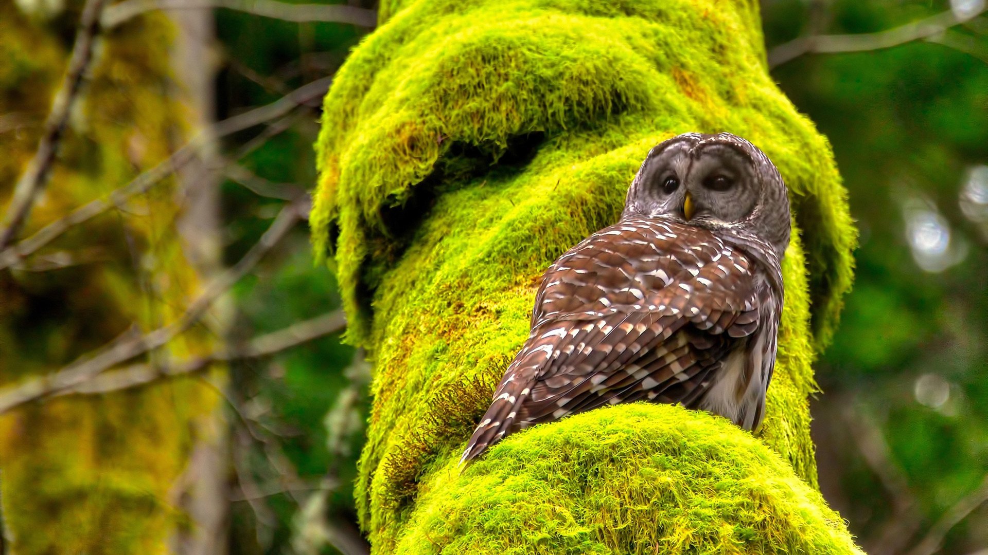 美加墨之夜，唯一满分，蒂亚戈与一个时代的灵魂出鞘