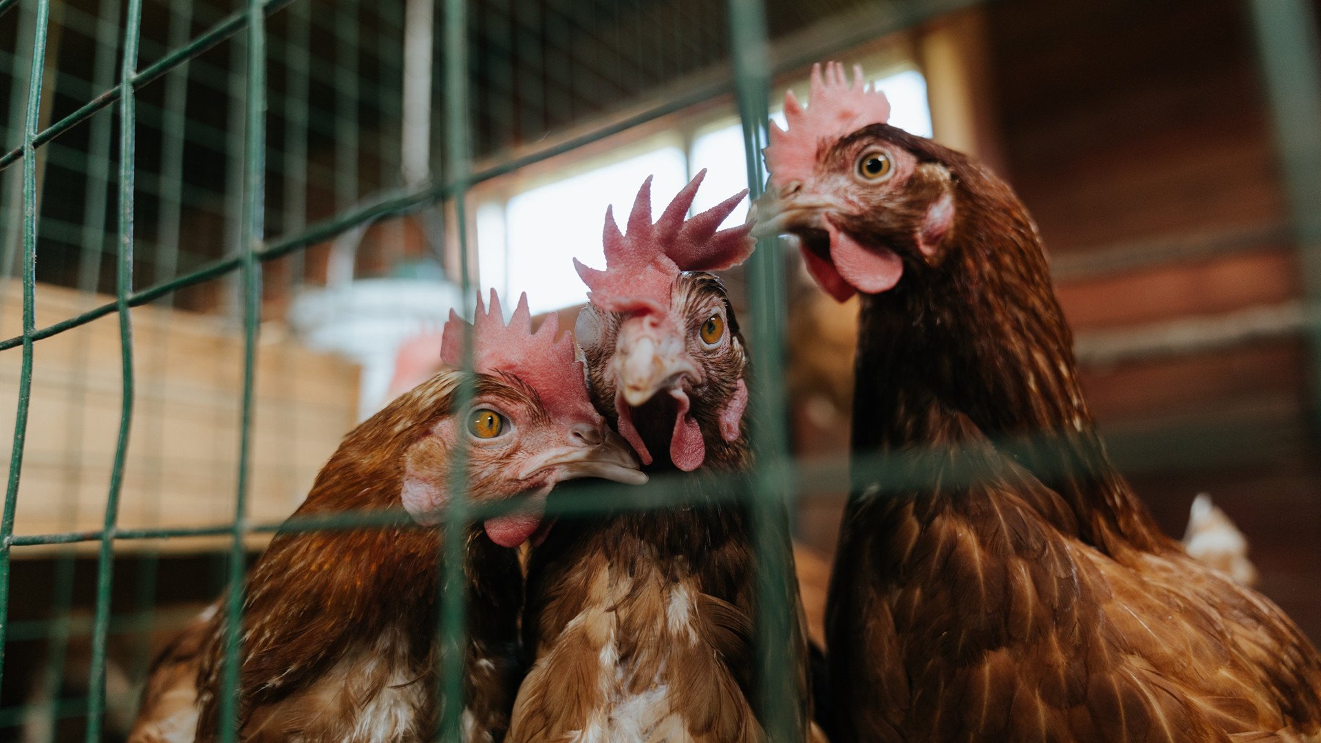 黄黑之墙前的红龙守护神，拉亚的五十次指尖史诗