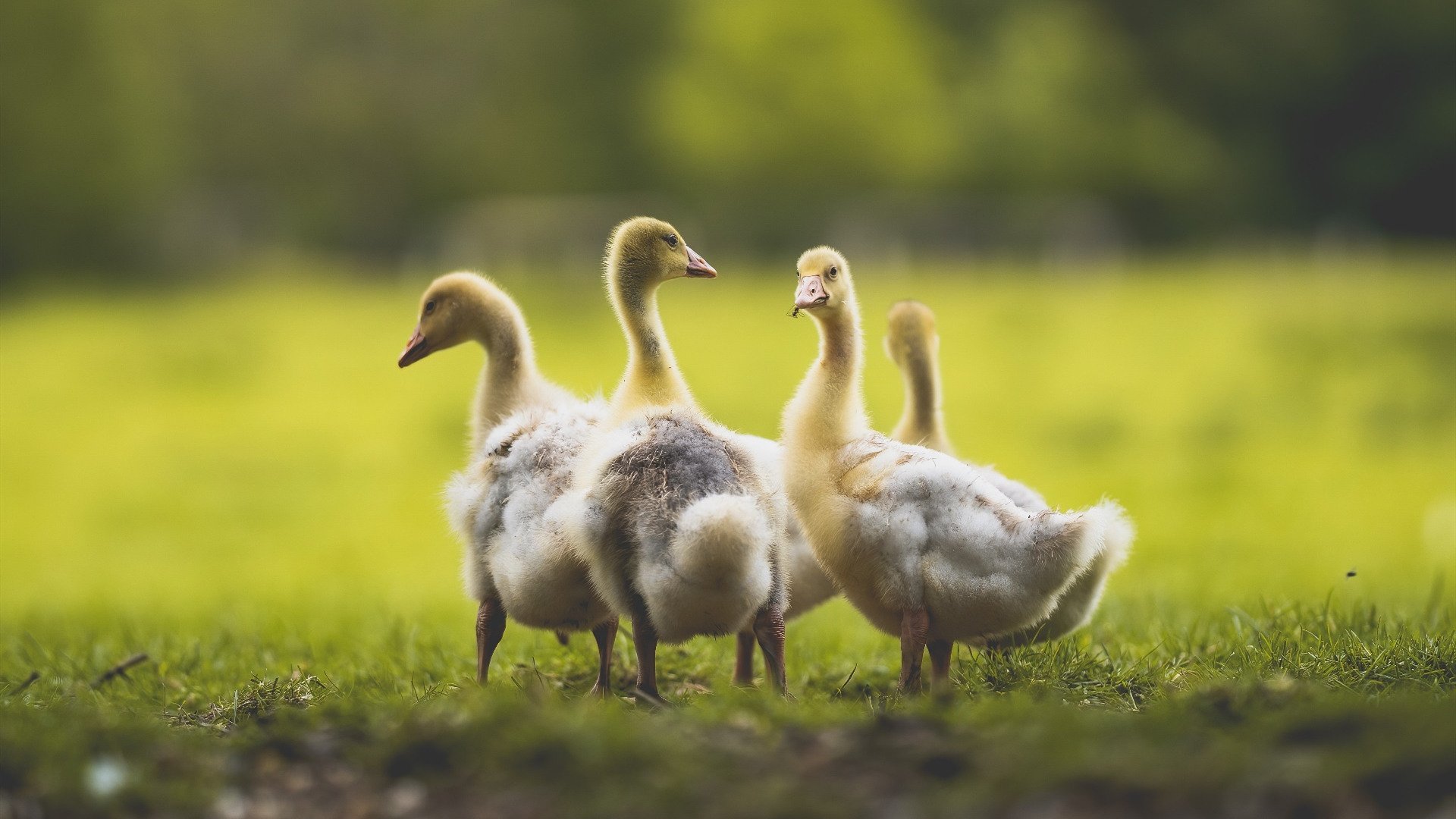 跨联盟史诗对决,马刺在NBA季后赛焦点战中硬仗取胜广厦队,彰显冠军底蕴