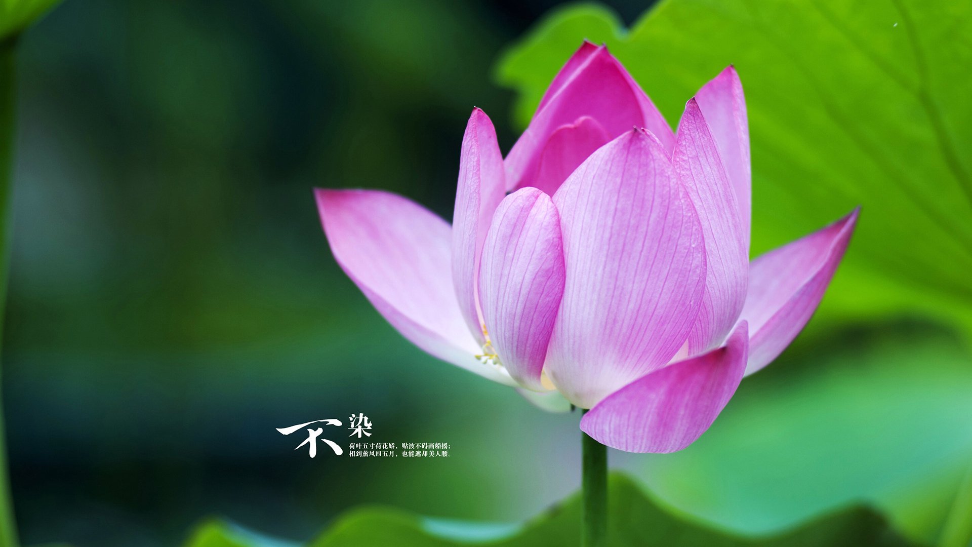 篮球宇宙中心之战，马刺量子波动战术击溃爵士铜墙铁壁