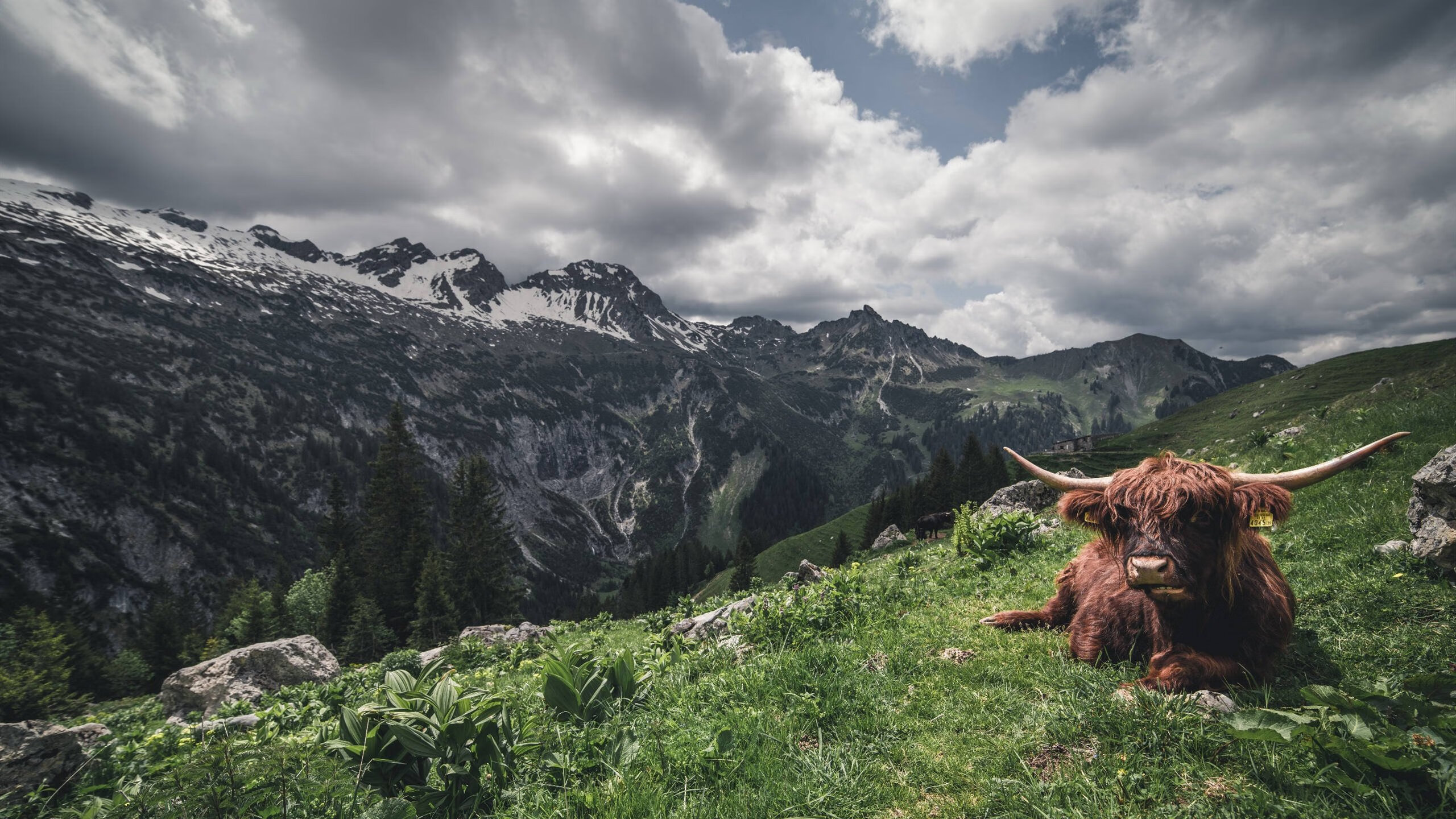 东西方篮球哲学的深夜对话，东契奇独舞映照广东铁血加时