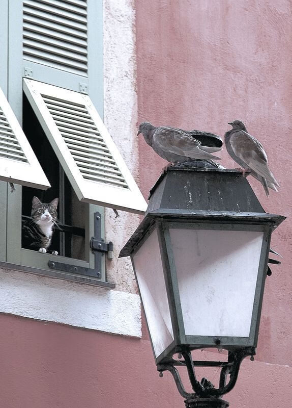 荒原狼vs雷霆之锤，魔笛手接管寂静之哨，季后赛的双面接管启示录