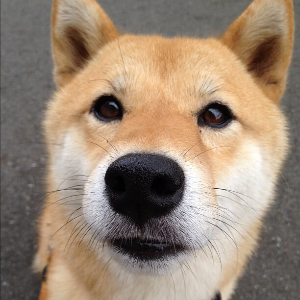 纽约之心，阿什拉夫致命一击点燃多特蒙德美国行