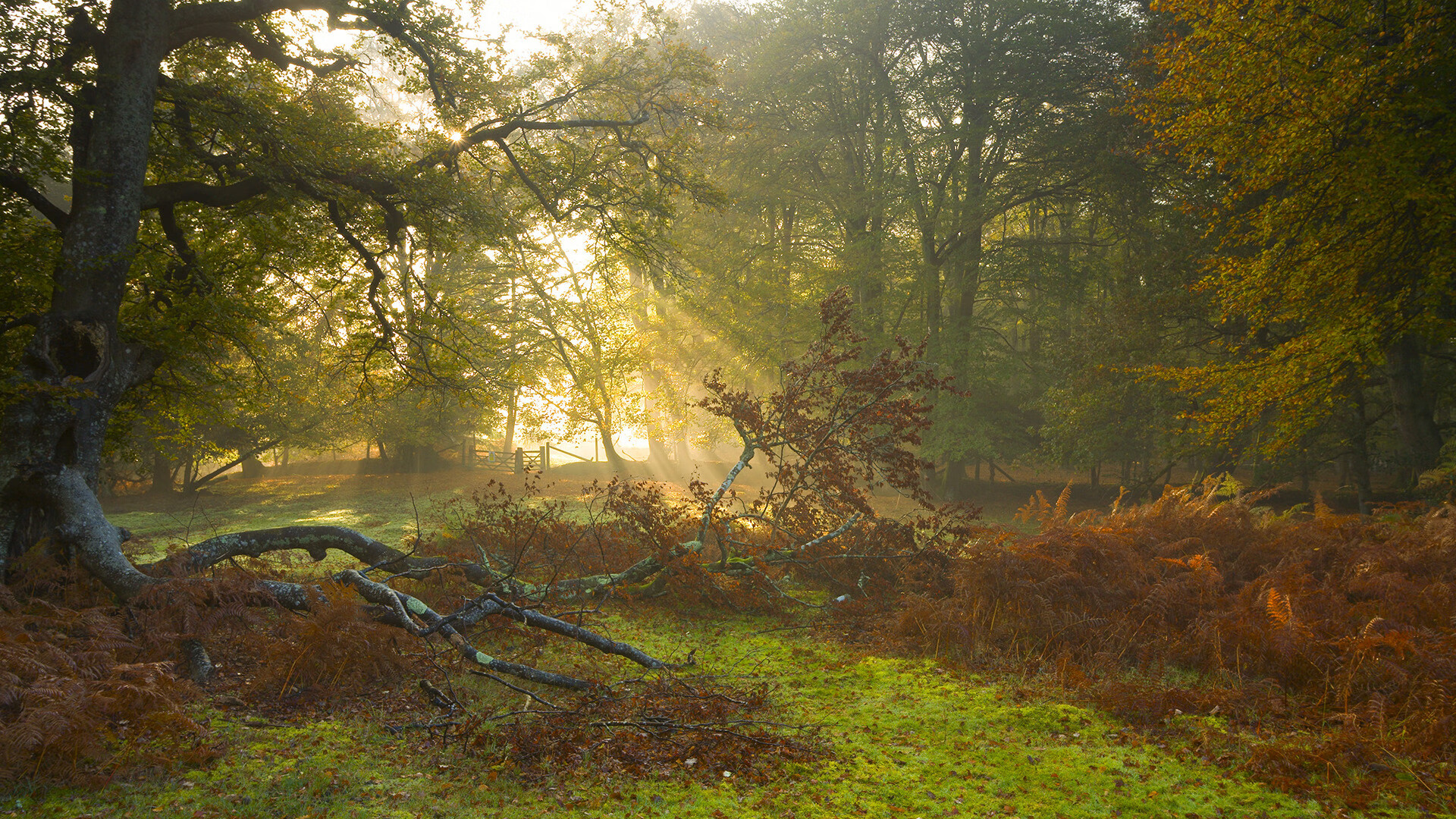 小贾伦，聚光灯下起舞，猛龙横扫浙江诠释舞台越大越强