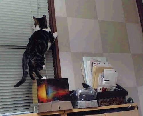 奥斯梅恩关键一击,挪威轻松打穿安哥拉