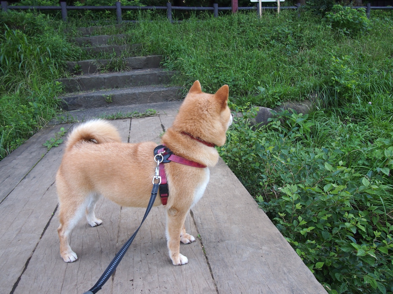 东契奇一锤定音VS上海队爆冷,个体主宰与团队逆袭的双重变奏