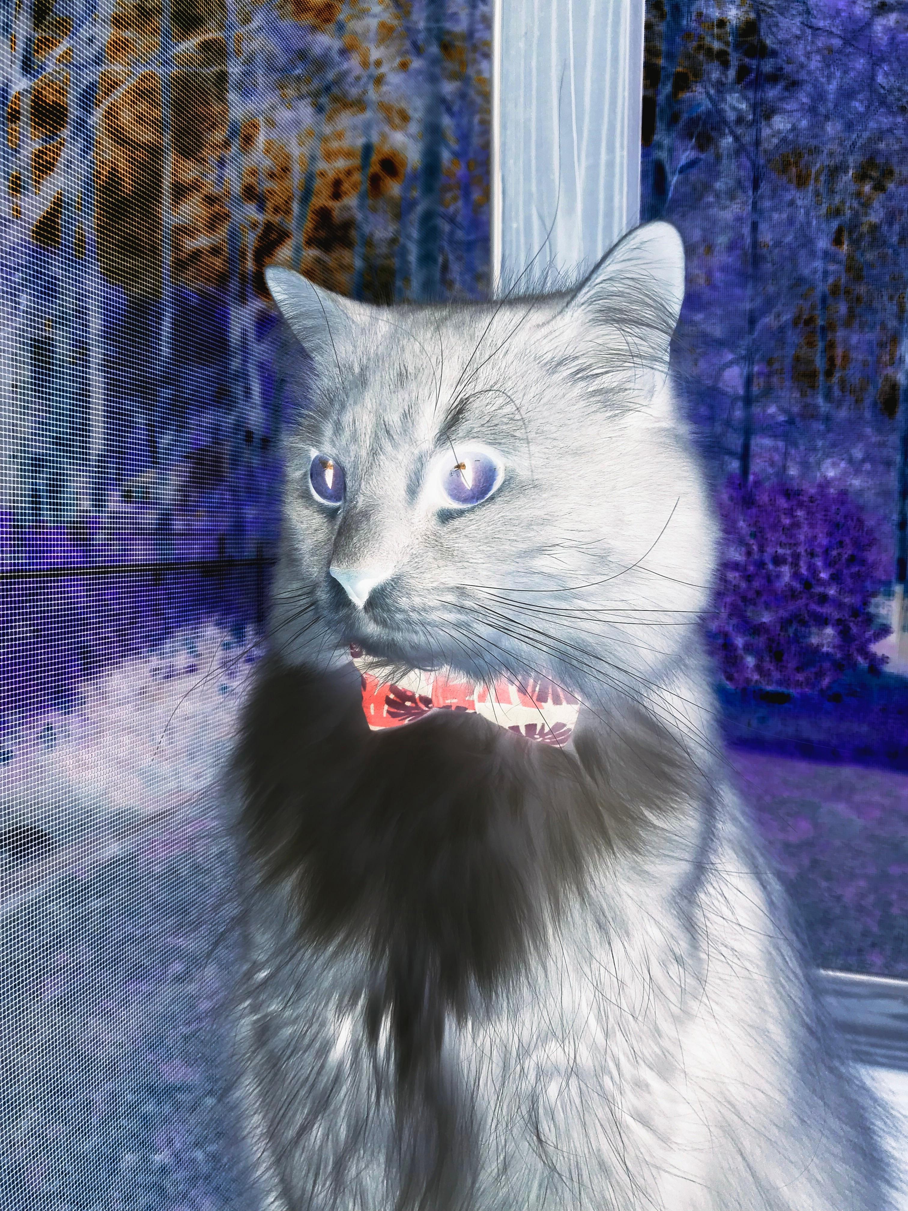 铁翼撕破旷野之吼，美加墨世界杯焦点战上演逆天神剧本