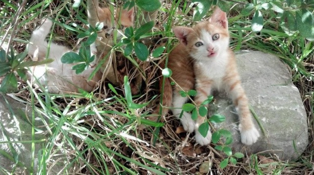 小城灯火照亮巨星主场，篮网对阵雄鹿，贝恩用实力证明自己