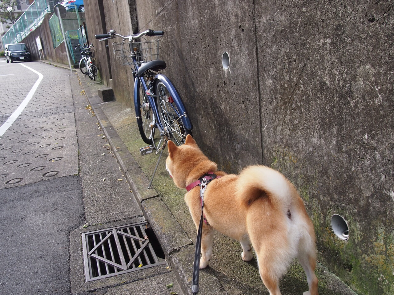 尼日利亚新血注入皇家社会，卢卡库跨界闪耀国家德比