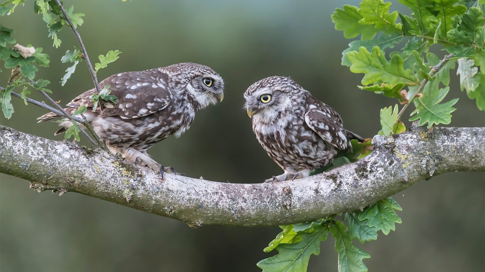 帝国远征军遭遇雨林铁壁,法比尼奥一记穿越千年的助攻当永恒之城的战术板,画在了洪都拉斯的暴雨之夜