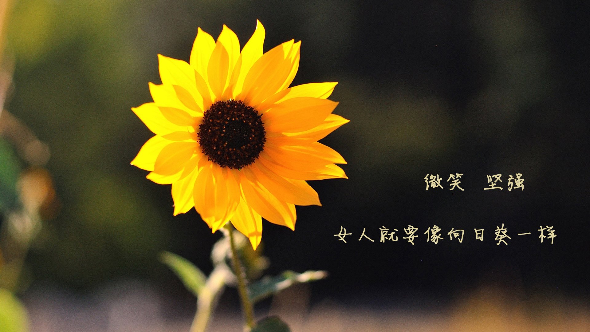 意甲焦点战启示录，尼日利亚轻取墨西哥的战术与明星效应