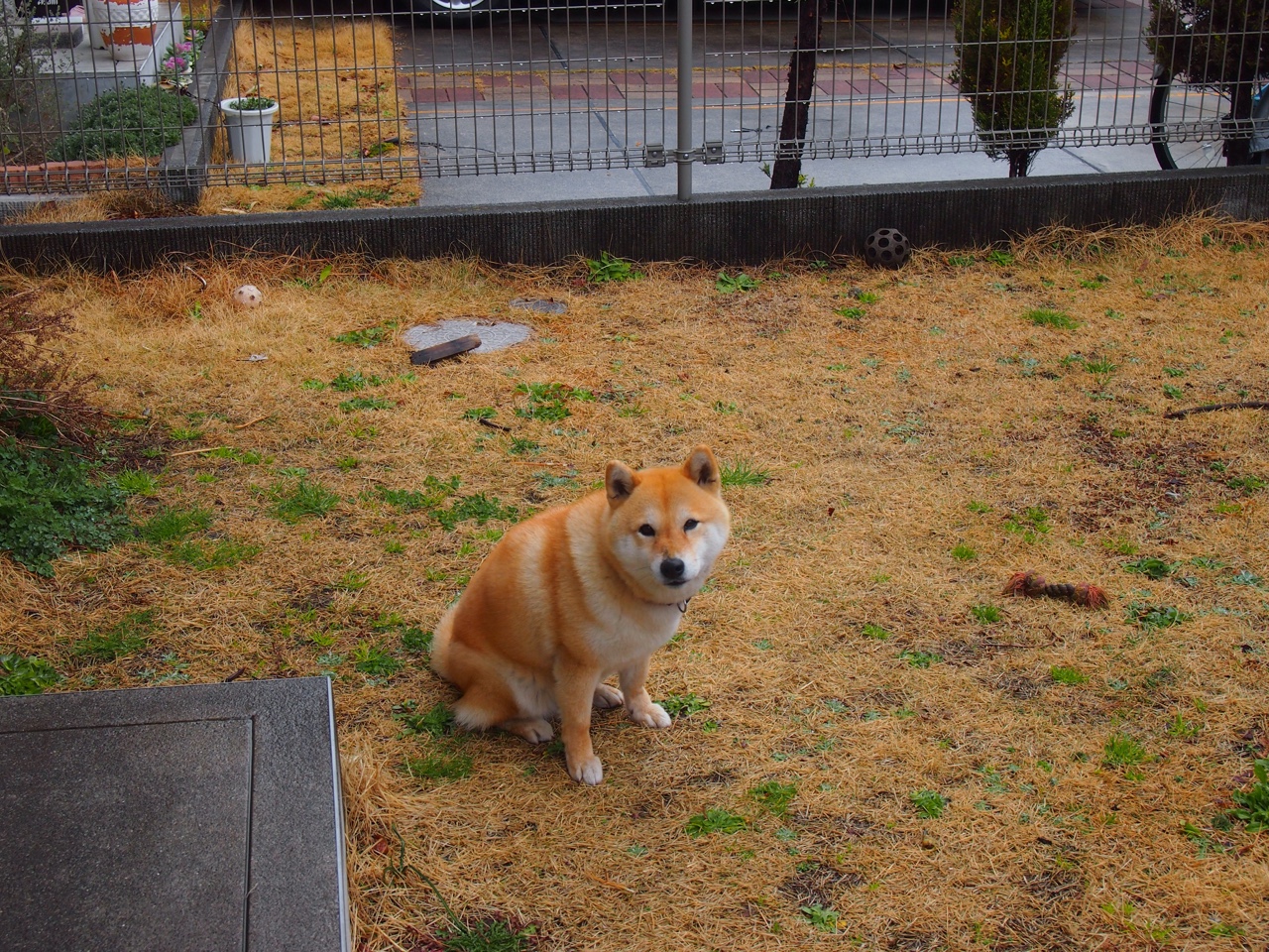 风城子弹出膛，当拉文用獠牙刺穿雄鹿神话