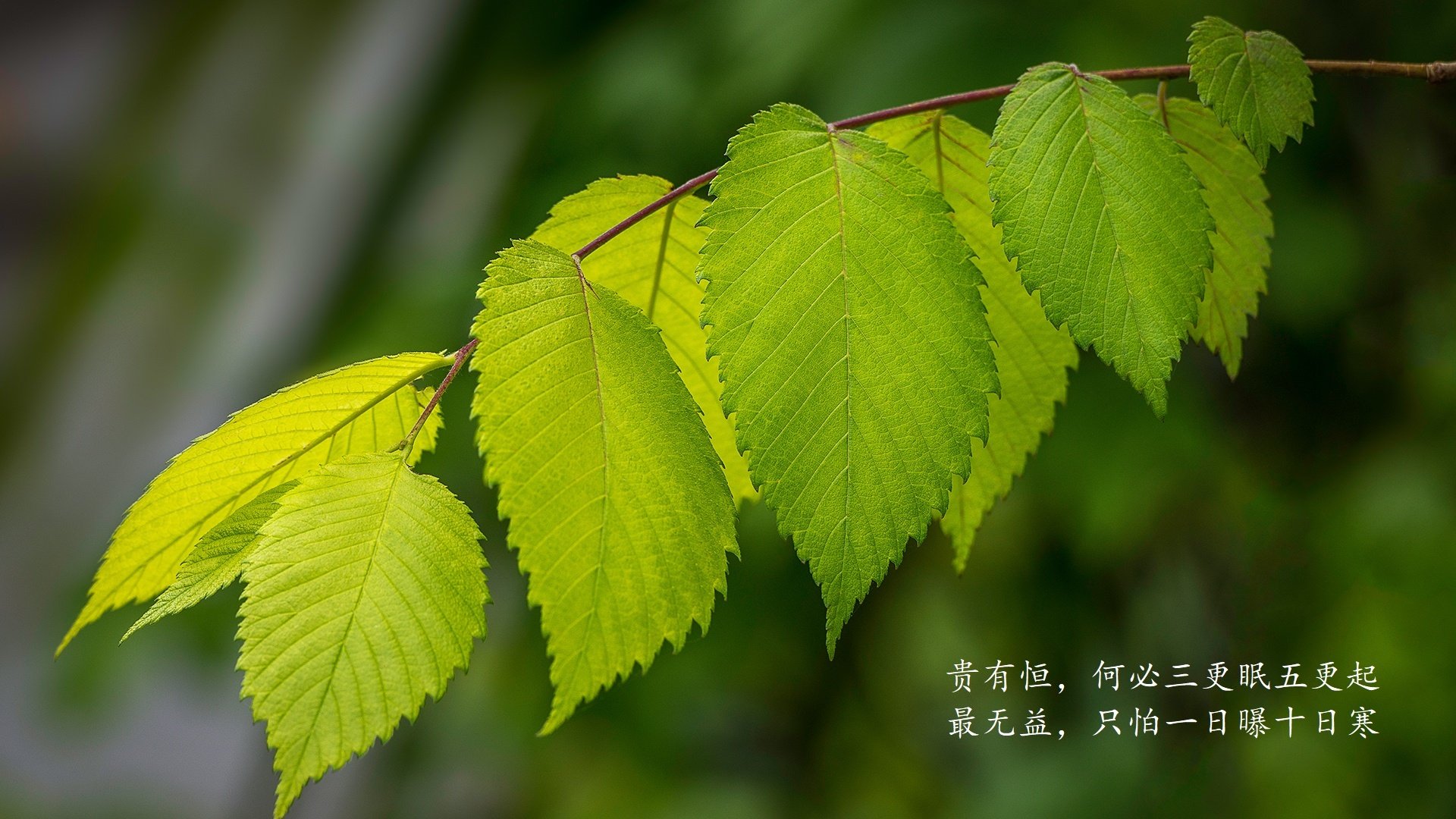 索菲亚的奇迹之夜，坎塞洛一剑封喉，钢铁保加利亚爆冷掀翻桑巴军团，H组出线形势瞬间巨变